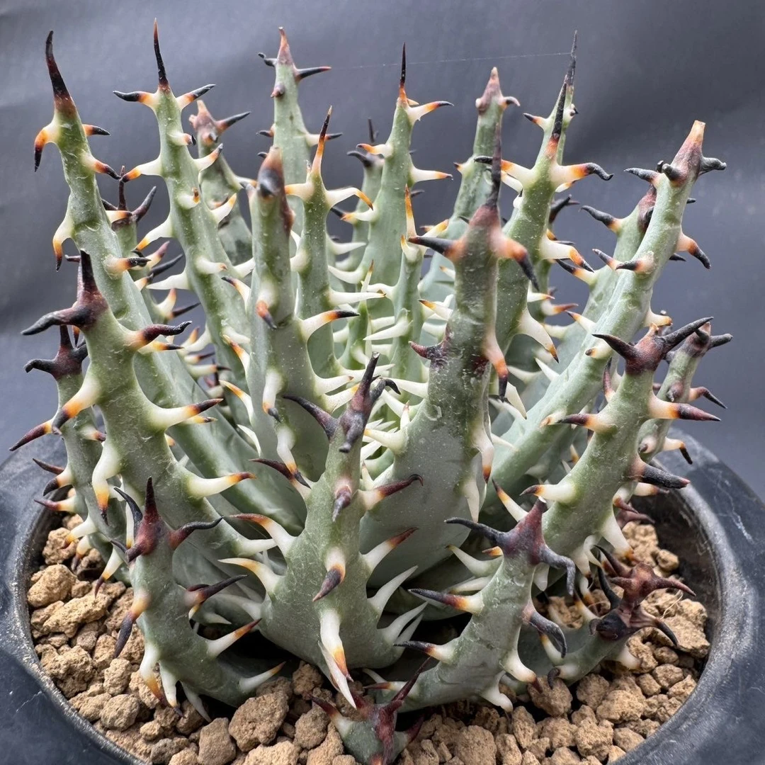 黑魔殿芦荟植物趣味高端办公室盆栽防辐射桌面阳台