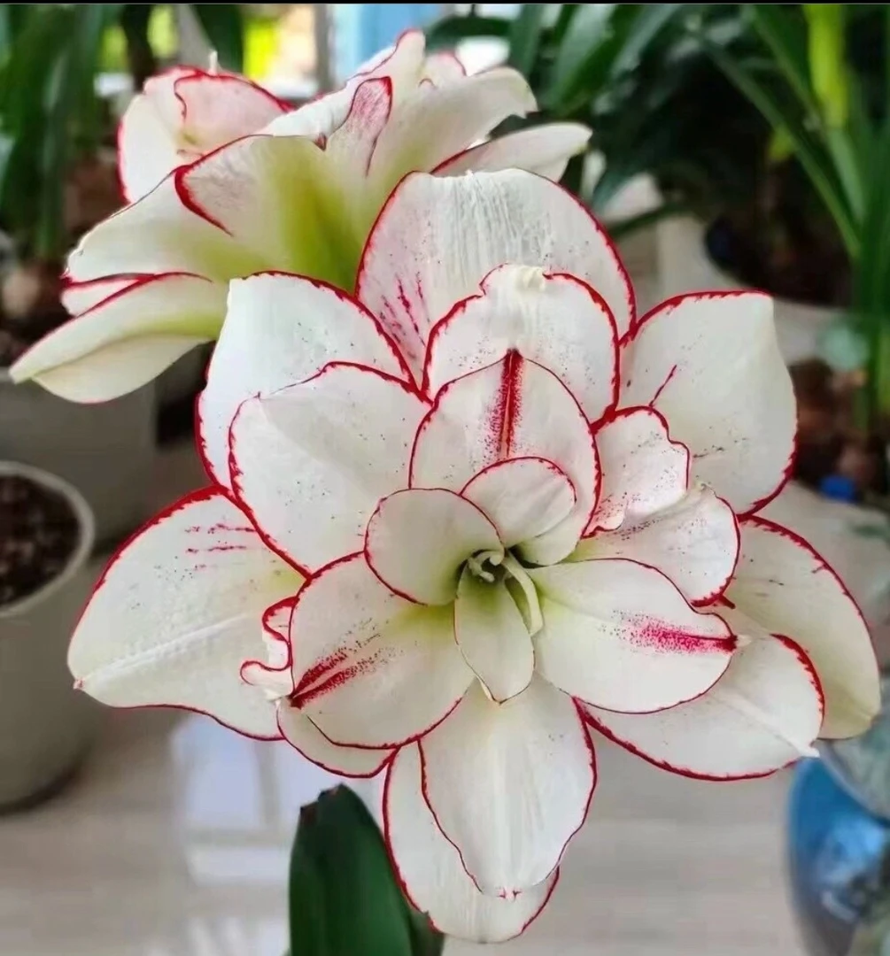 买买买朱顶红种球（花卉绿植只包到手鲜活不包后期养护）