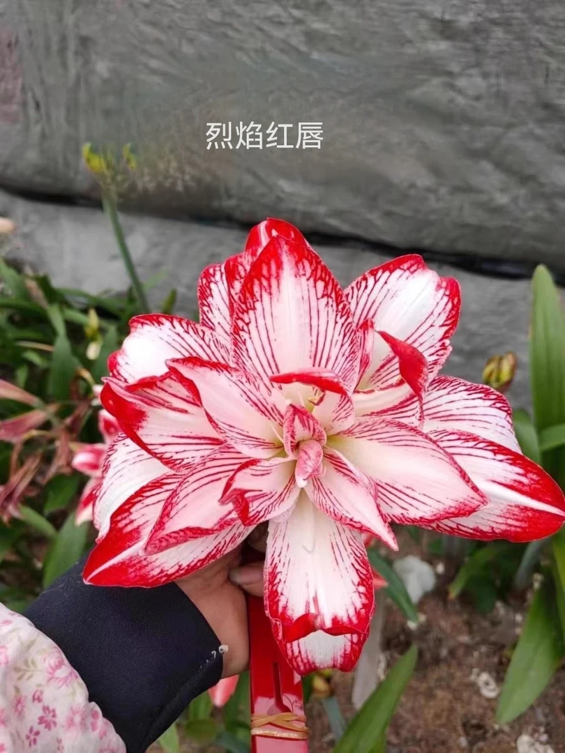 烈焰红唇朱顶红小苗（花卉绿植，只保到手鲜活，不保后期养护）