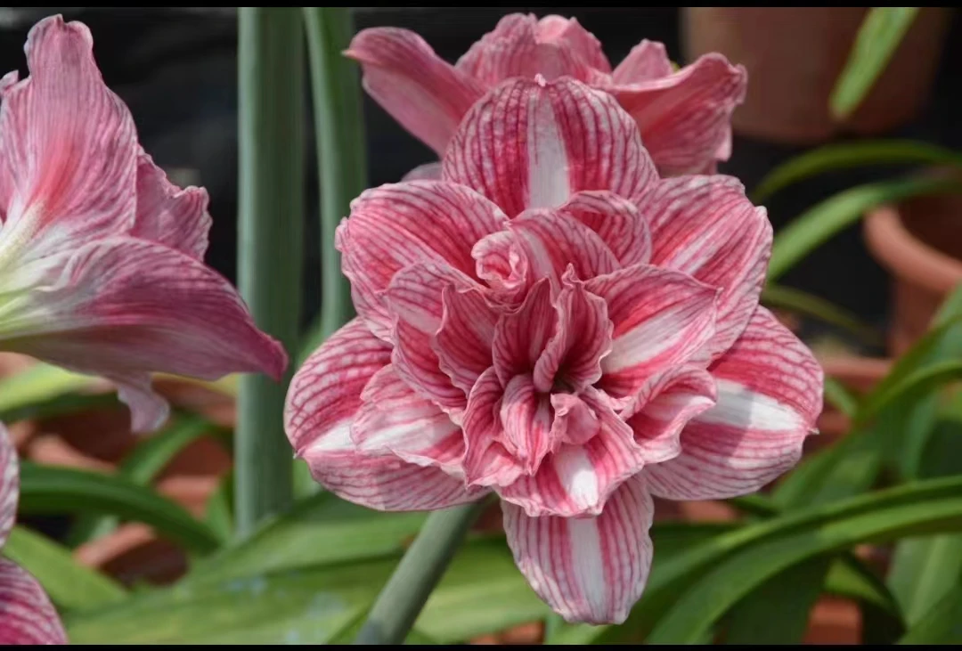 紫水晶朱顶红小苗（花卉绿植只包到手鲜活，不包后期养护）