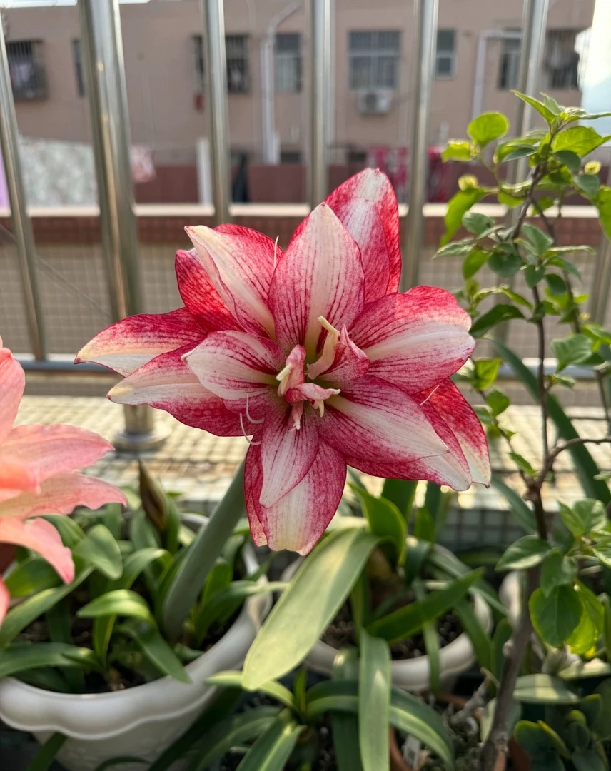 紫纹朱顶红小苗（鲜活植物只保到手鲜活不包后期养护）