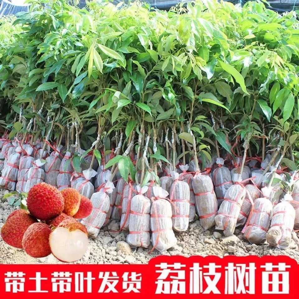 灵山荔枝果树苗荔枝树水果树苗带土带叶发货