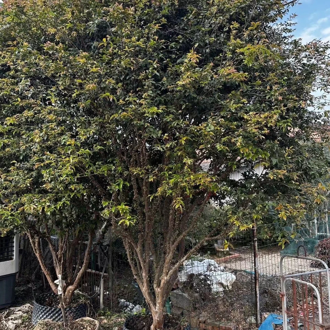 各种树苗    直播间    一物一拍