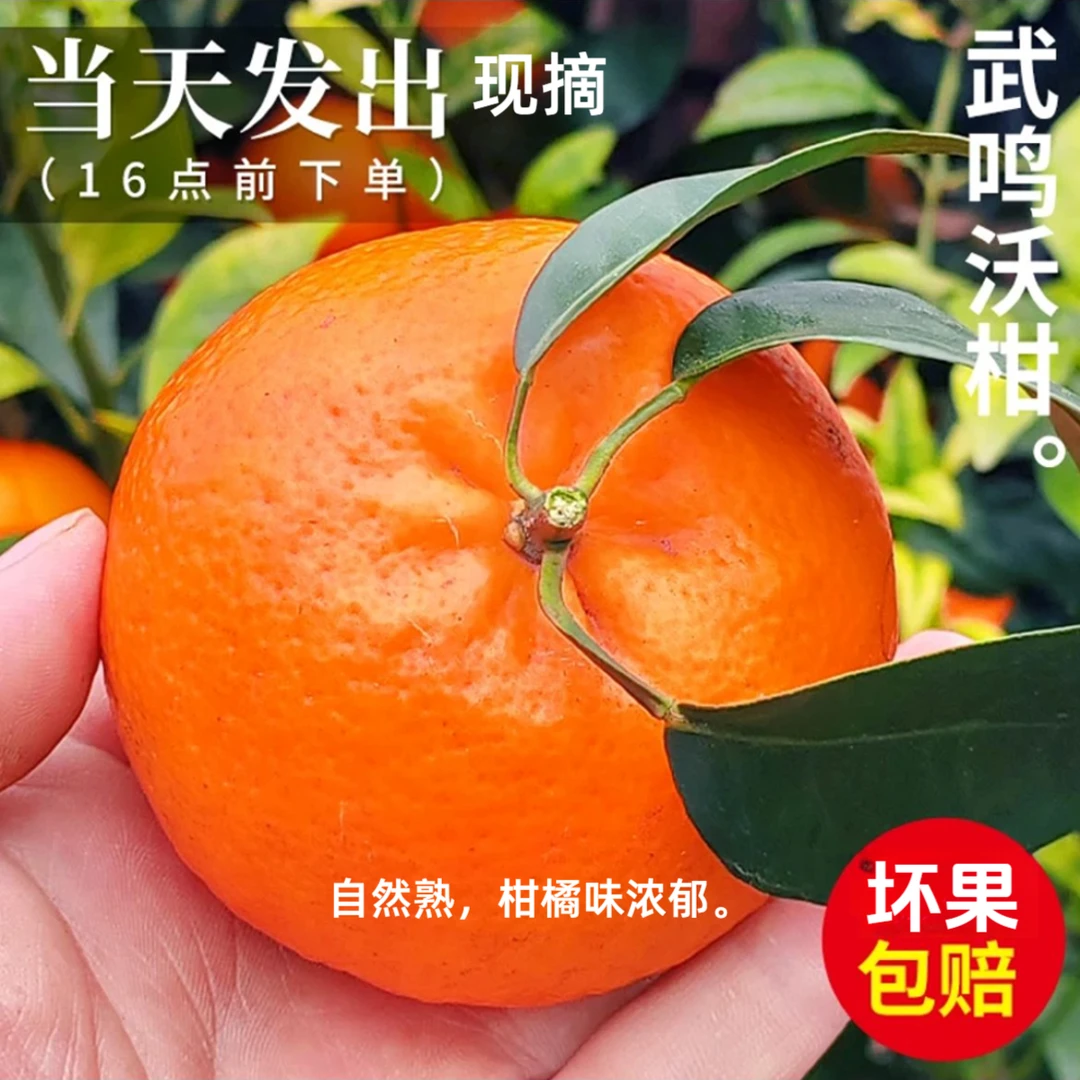 沃柑广西武鸣精品大果3-8斤新鲜水果柑橘桔子茬现摘当季坏果包赔