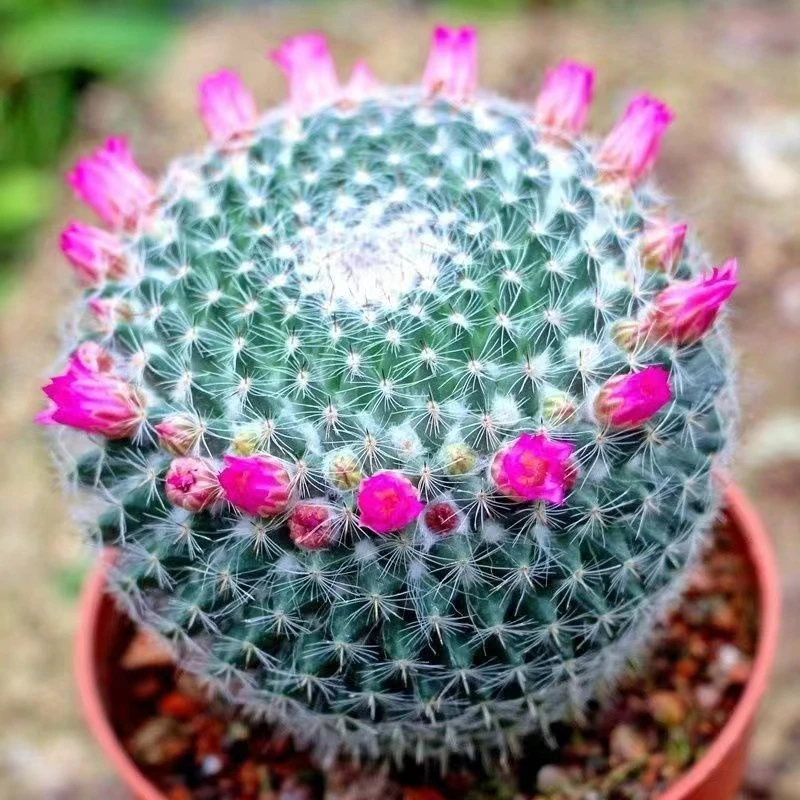 玉翁开花仙人球实生带花苞室内仙人掌多肉植物绯花玉盆栽