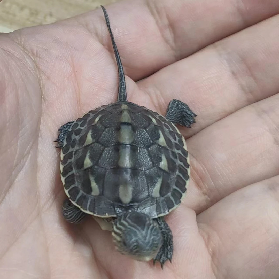 花龟 草龟 巴西龟苗 草龟 花龟 巴西龟蛋 随机一只（赠品无售后）