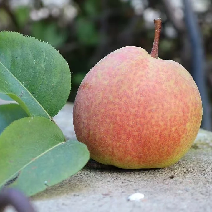 甘肃西和八盘梨脆甜多汁香甜可口