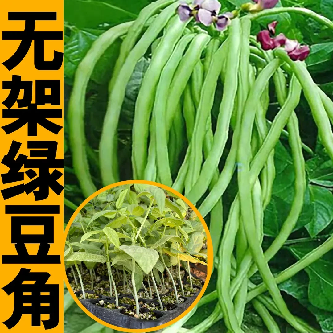 无架豆角苗秧种子四季阳台盆栽高产免搭架红绿豇豆地豆四季豆种籽