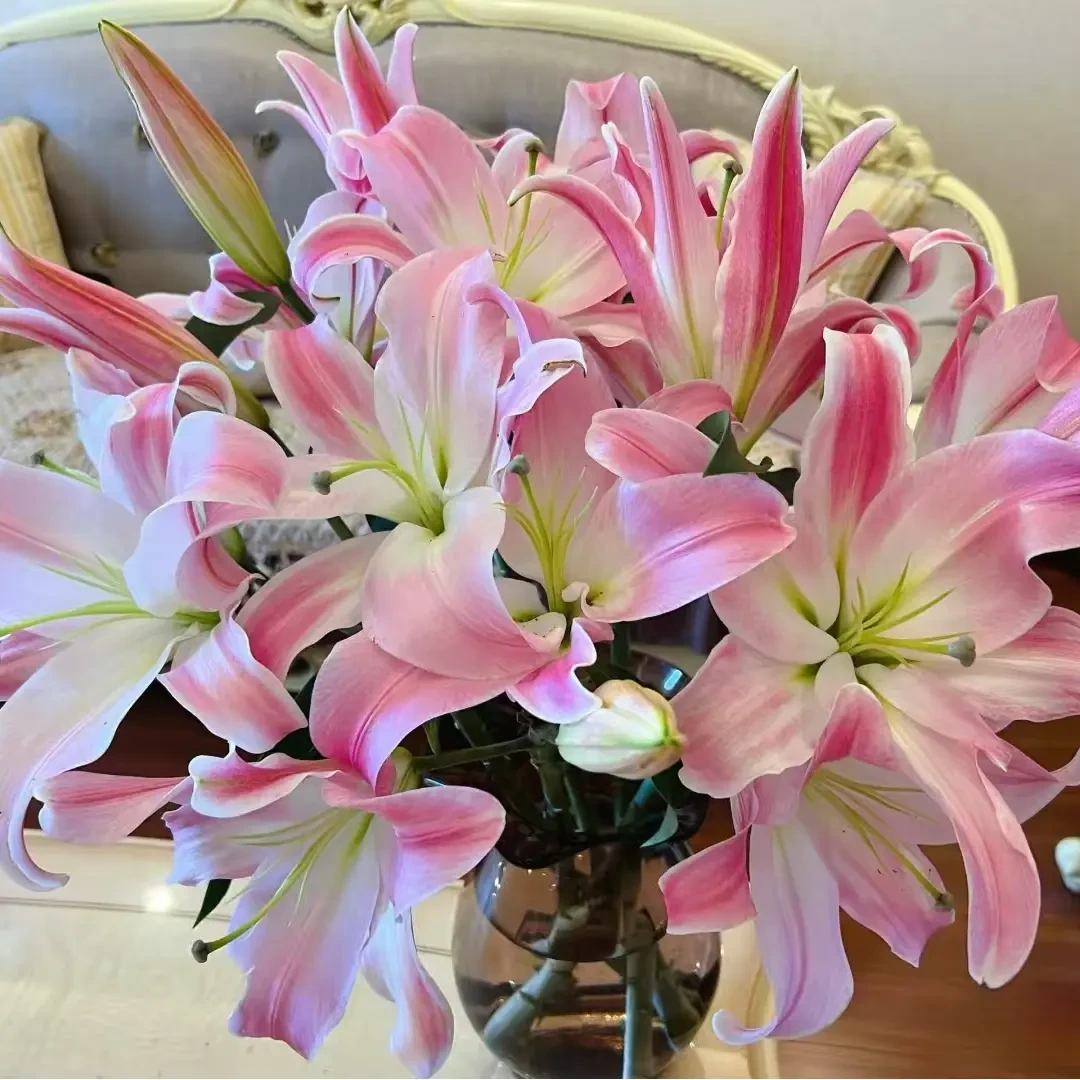 （星光百合） 圆舞曲粉色香水百合糖果甜东北鲜花基地顺丰包邮