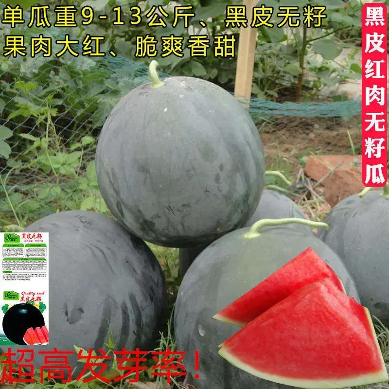 无籽西瓜种子特大高产甜早熟薄皮四季播水果黑皮巨型农科院春季种