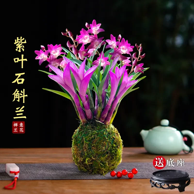 七彩紫叶石斛兰花苗冬带花苞香水石斛室内外好养花卉绿植盆栽