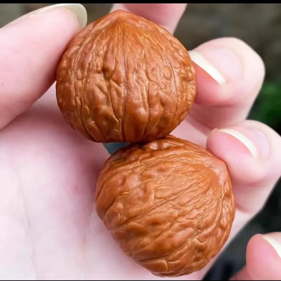 迷你小核桃手捻文玩核桃秋子买一对送一对随时携带野生精对小核桃