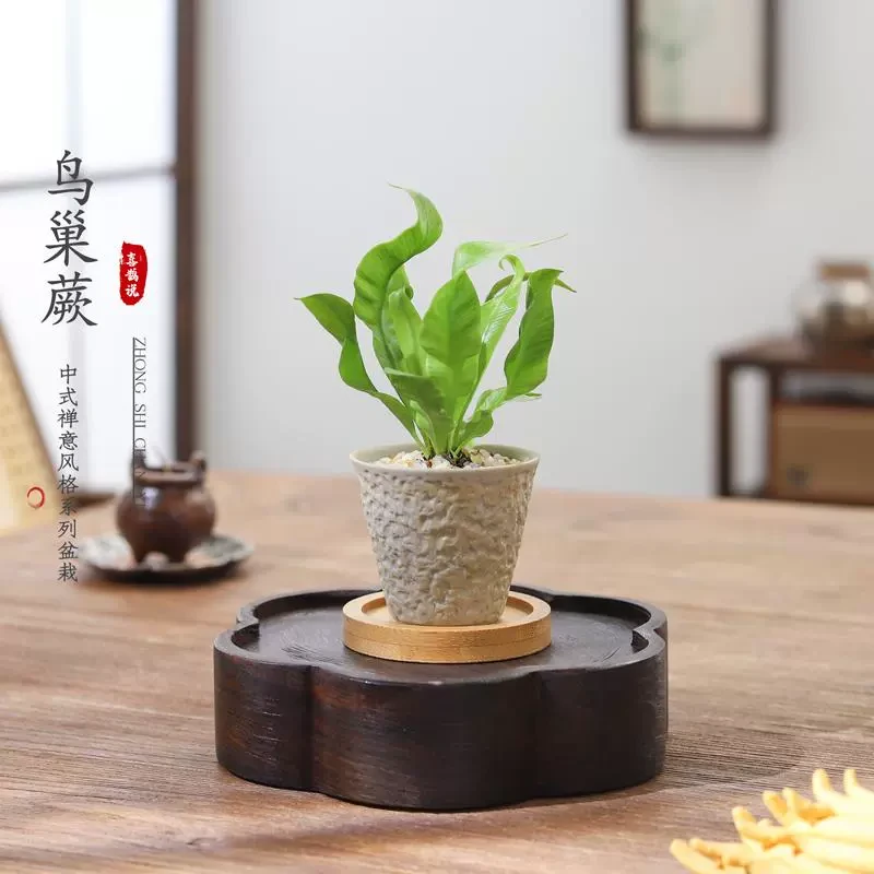 鸟巢蕨办公室内桌面迷你绿植物观叶盆栽网红氛围感四季常青好养活