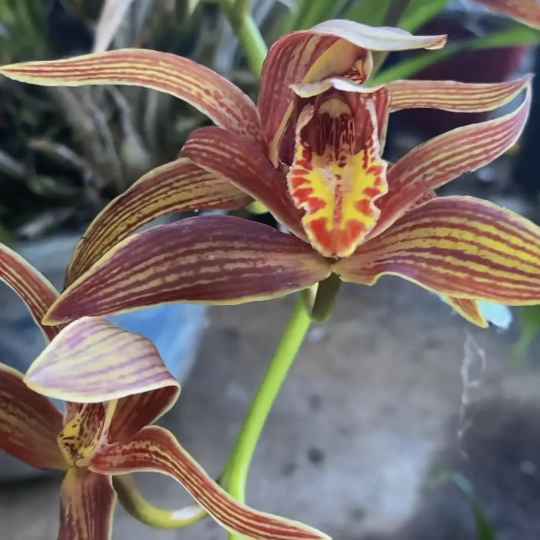 云南边境原生种虎头兰浓香型室内绿植好养兰花盆栽