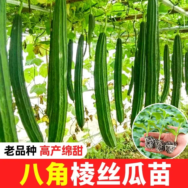 特长大肉八棱丝瓜秧苗八角棱丝瓜苗秧四季高产耐热蔬菜种苗老品种
