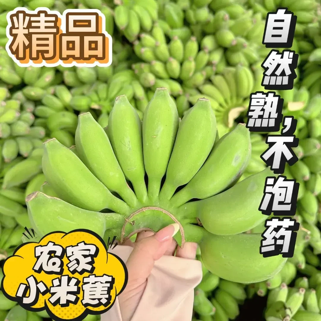 正宗广西小米蕉当季孕妇水果天然小香蕉应季水果软糯香甜小米蕉