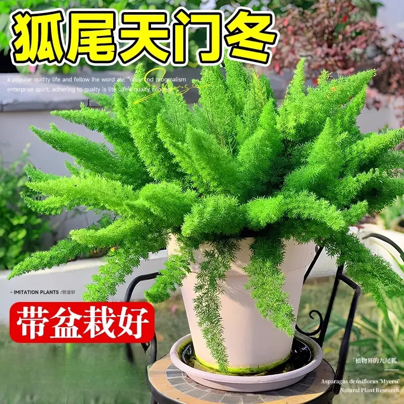 狐尾天门冬盆栽花卉绿植室内庭院阳台花园植物九狐尾草四季常青