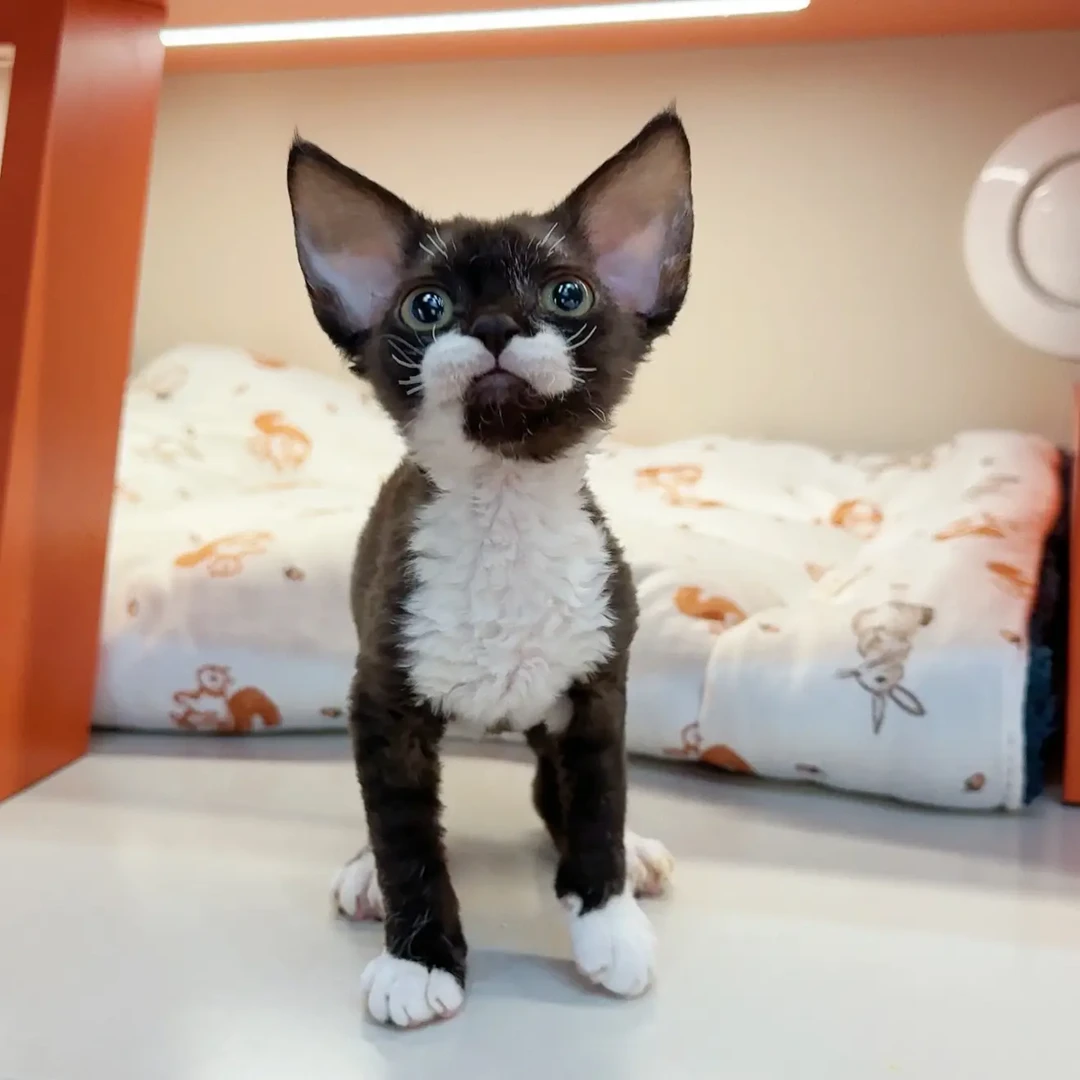 0908黑白开脸妹妹-喵桑