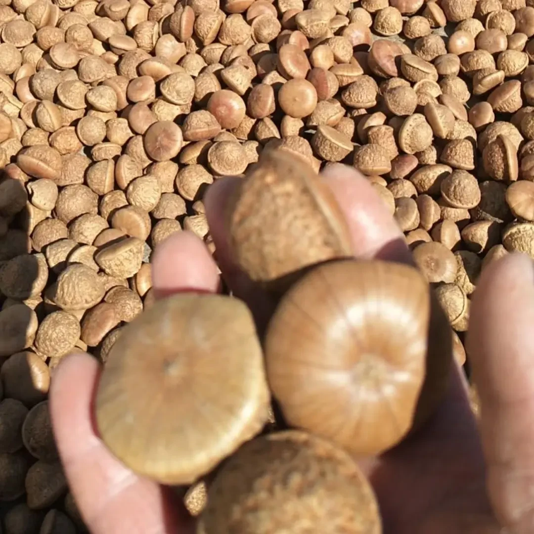 广西深山野生石野果七头果新鲜采摘自然晒干无任添加