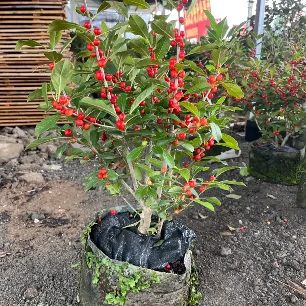 带果北美冬青挂果长达200多天冬天落叶关果年销花卉
