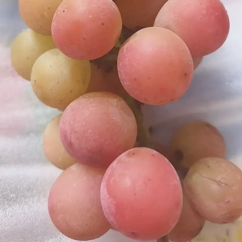 新鲜现摘葡萄纯甜无酸有酒香水果顺丰包邮