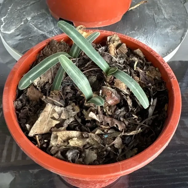 绿植花卉品种以直播间所拍实际情况为准