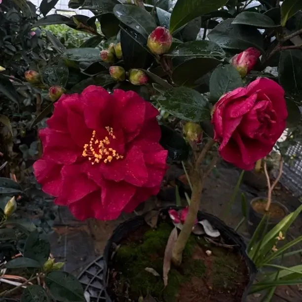 盆栽带花苞适合室内外种植花卉