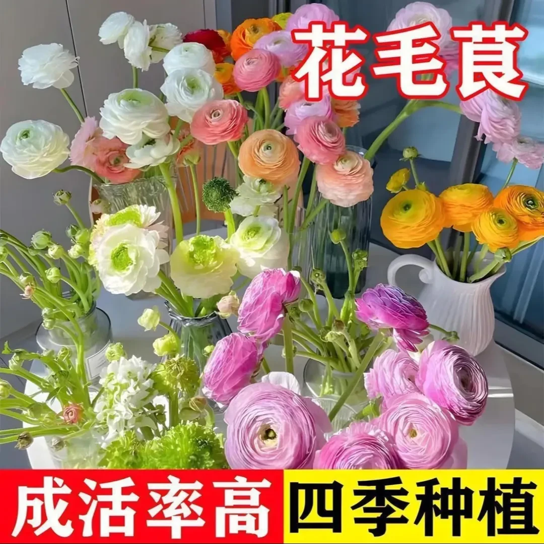 【花毛茛种球】春季新种根盆栽地栽四季种植花开满园