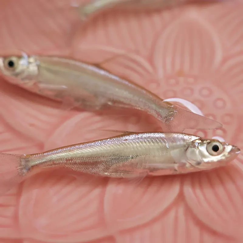 四川冰鲜现捞 翘嘴  每条1-17g左右