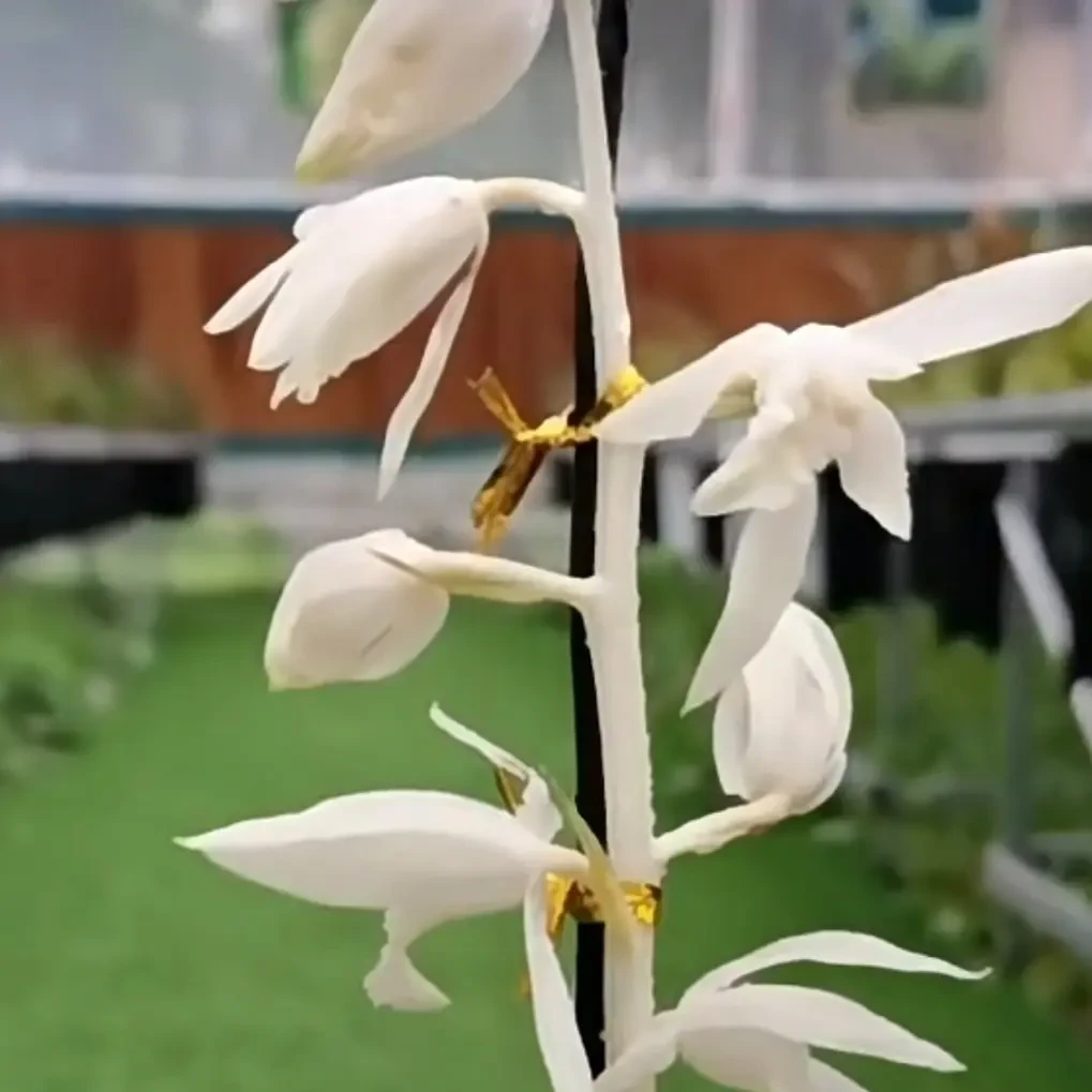 松树兰花惠兰白雪冰心浓香型室内外高档绿植蝴蝶兰名贵兰花苗