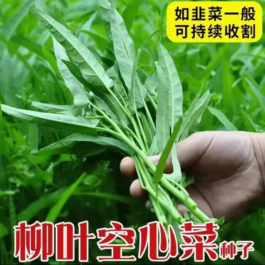 【满5包包邮】柳叶空心菜种子大叶通心菜种四季室内阳台盆栽庭院易
