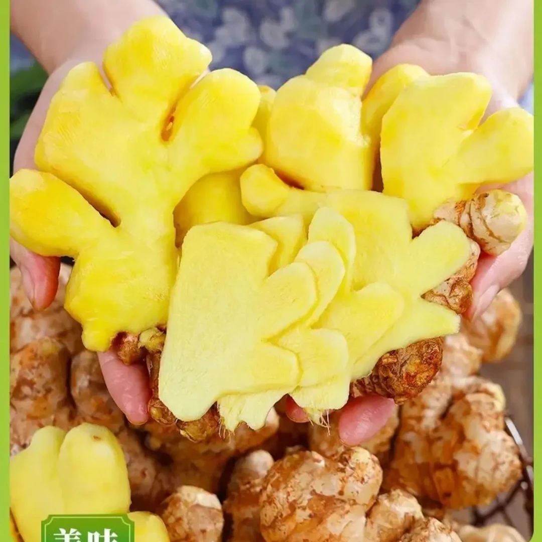 云南小黄姜新鲜现挖山地种植香味浓郁辛辣够味生姜