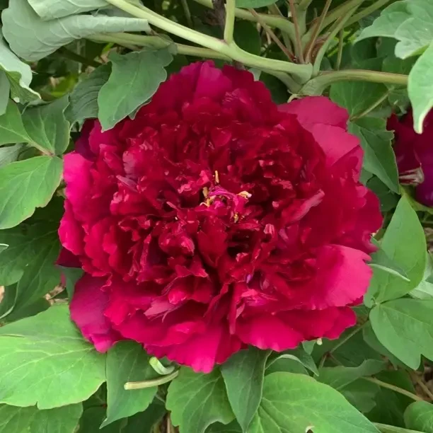 乌金耀辉红色牡丹大花重瓣观赏大苗树苗庭院盆栽地栽菏泽基地直发