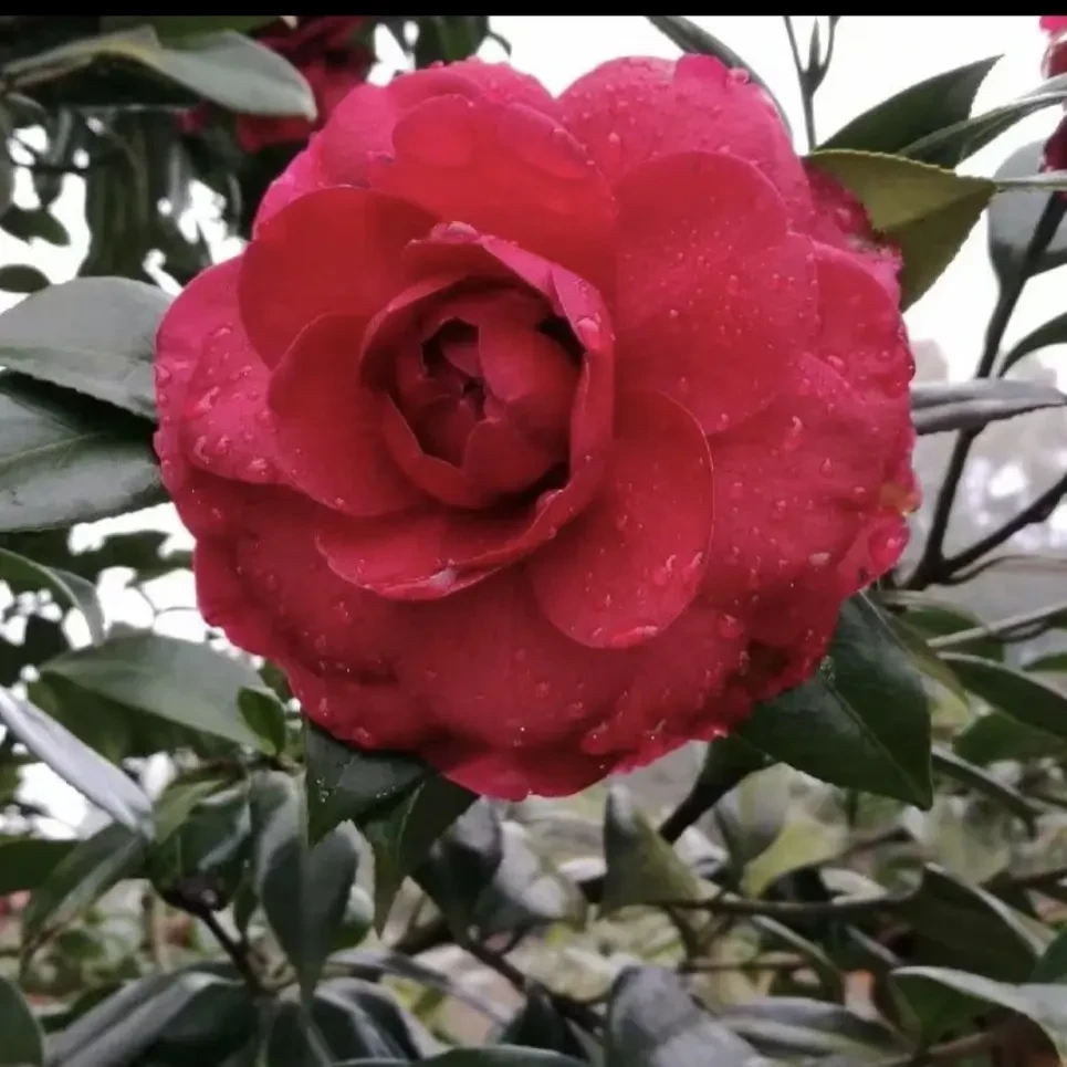 带花苞伯拜范茶花耐冬室内外庭院阳台盆栽绿植