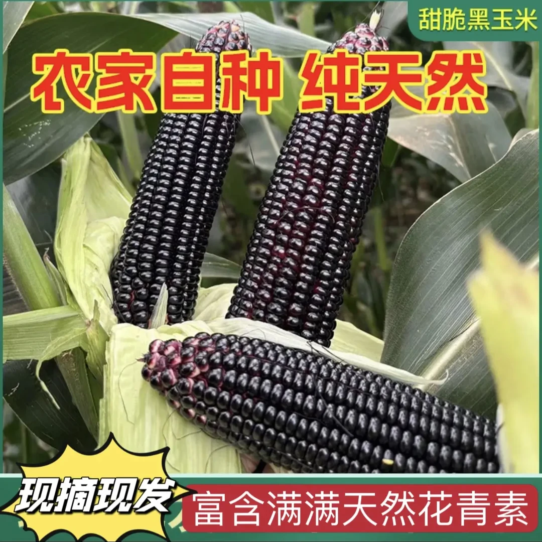 广西农家新鲜甜糯黑玉米 现摘带皮叶紫玉米棒3斤5斤8斤包邮