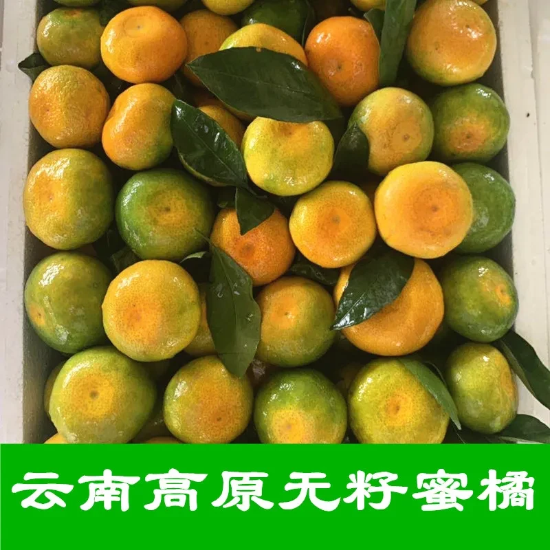 云南蜜橘青皮橘子当季薄皮酸甜蜜桔新鲜现摘现发整箱