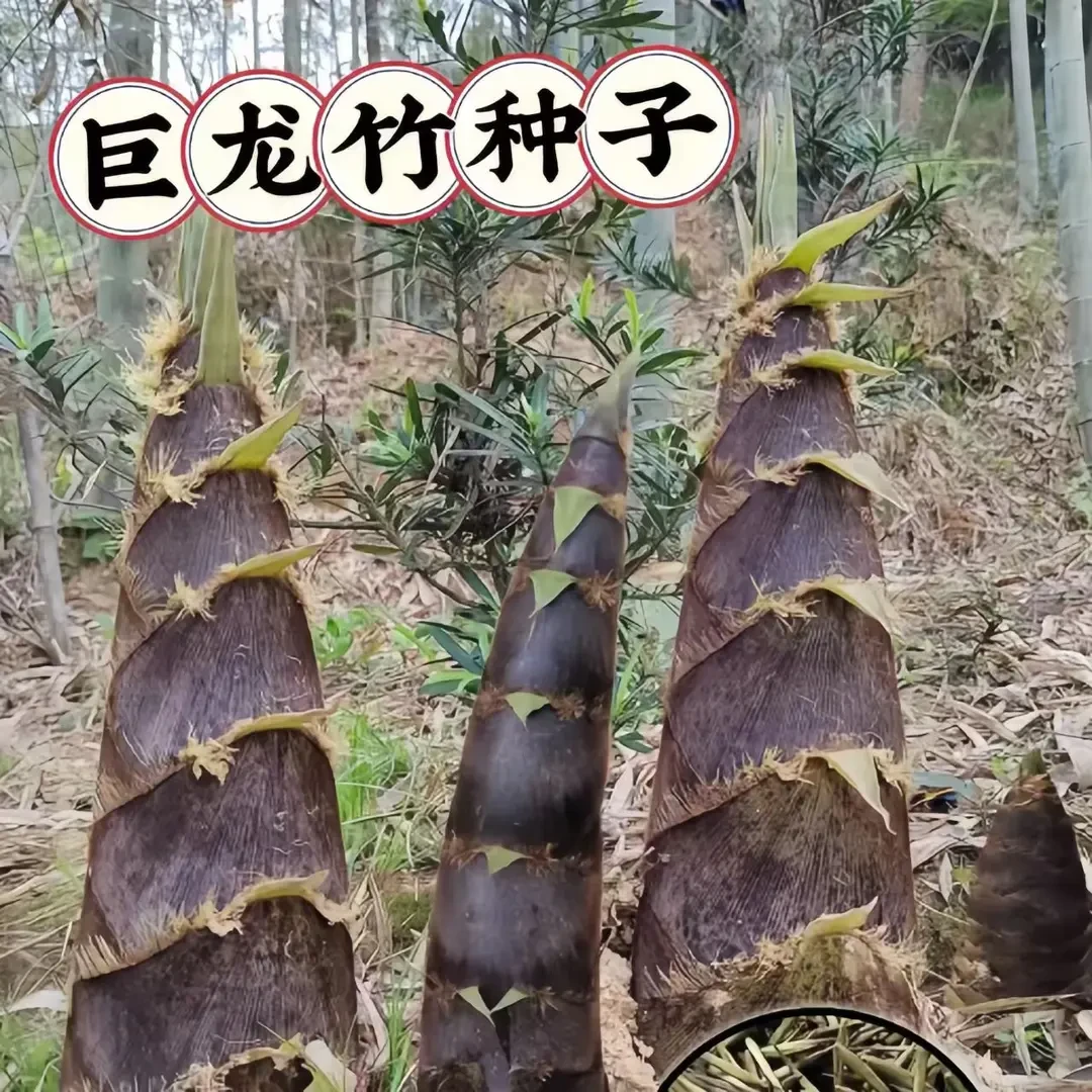 大型巨龙竹楠竹种子正宗食用竹笋种子种苗四季户外种植蔬菜种子