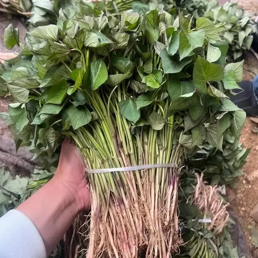 烟台25年蜜薯哈密冰糖心地瓜苗秧西瓜红黄心番薯红皮板栗高淀粉