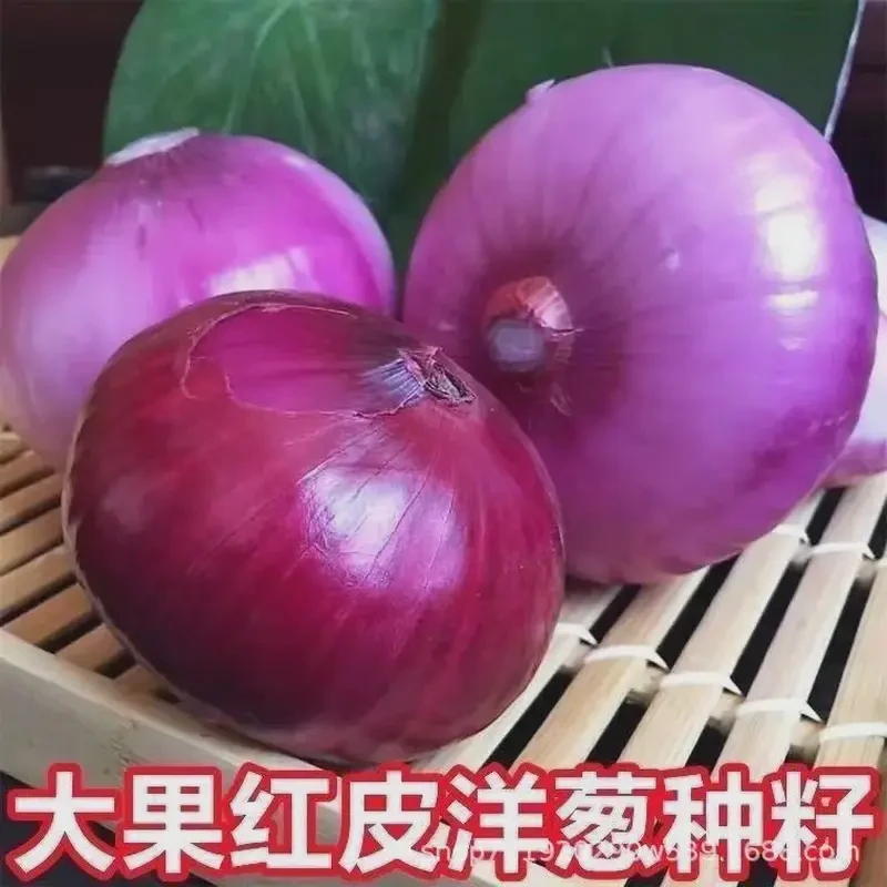 【五袋包邮】红皮洋葱原种洋葱种子秋冬季蔬菜种子外皮