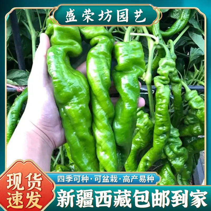 【新疆包邮】可盆栽螺丝椒种子小尖椒四季蔬菜羊角辣椒种籽孑籽种