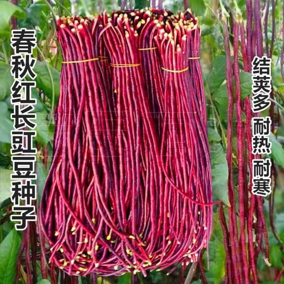 种子春秋红豆角种子紫色长豆角长豇豆高产耐热耐寒红色架豆角四