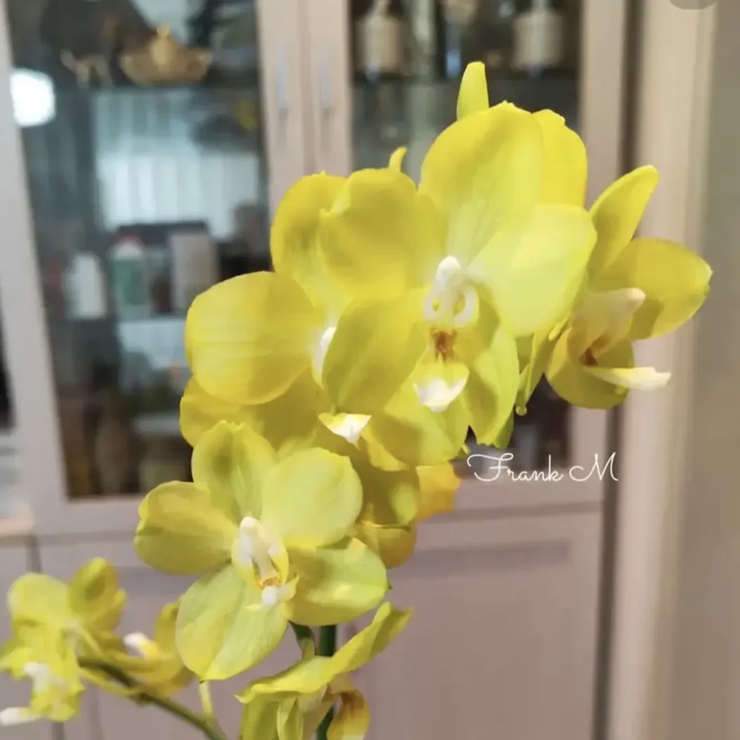 【阳光海岸】蝴蝶兰苗子3.0杯带花剑欧品蜡质花分叉多长花期