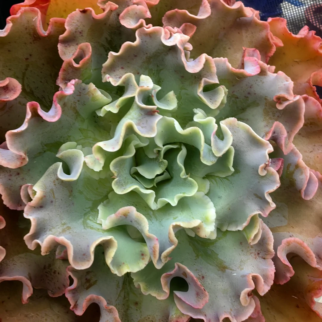 高沙之翁精品多肉植物托土发货