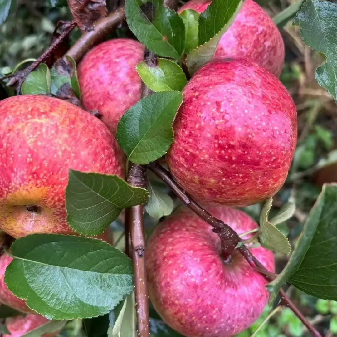 云南昭通丑苹果冰糖心新鲜现摘脆甜多汁应季水果原产地发货