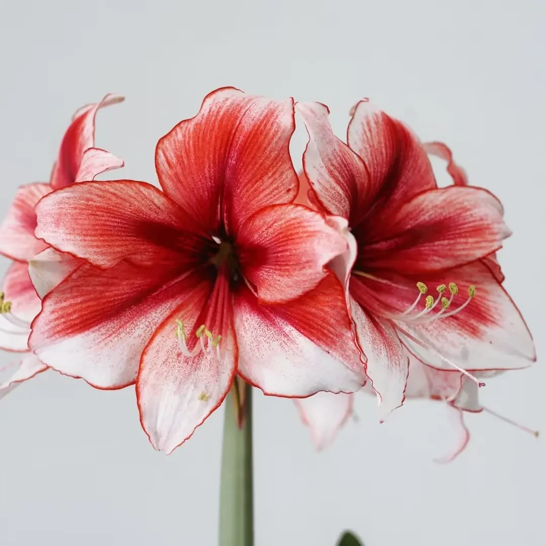 诱惑）单瓣朱顶红种球室内外盆栽四季开花好养观赏植物