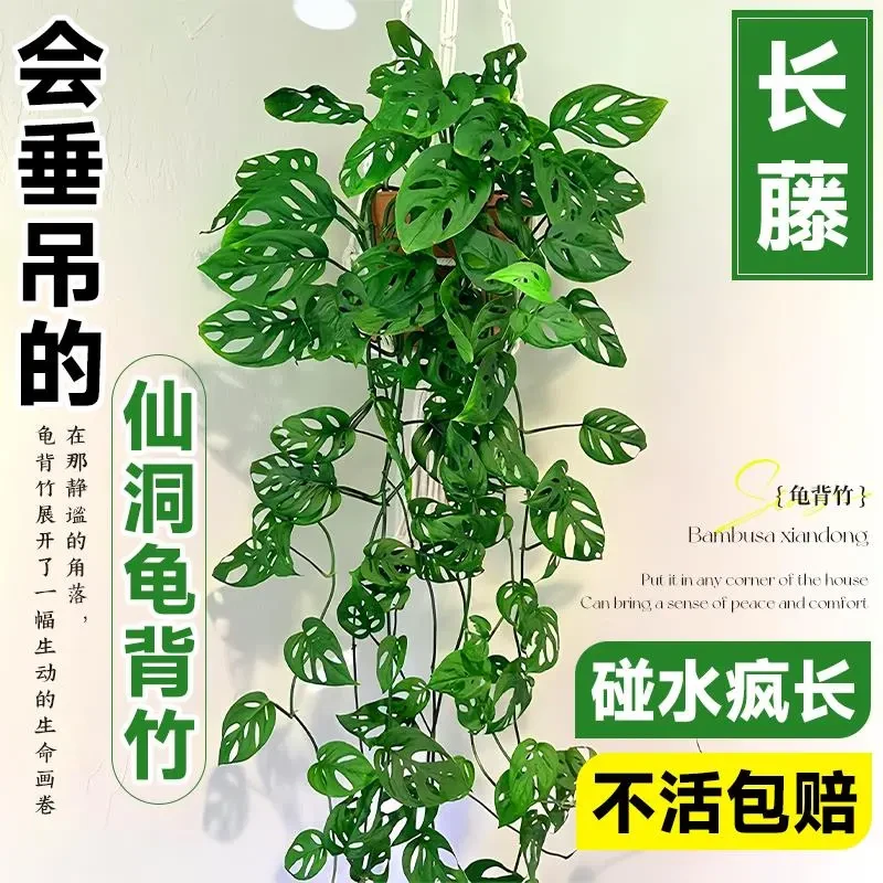 米歇尔仙洞龟背竹长藤水培爬藤植物室内冰箱上放的垂吊绿植好养活