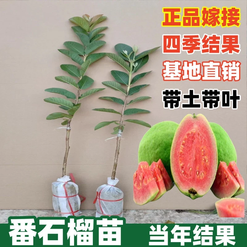 庭院树苗番石榴果树种植盆栽芭乐广东南方胭脂红红心果苗树嫁接苗