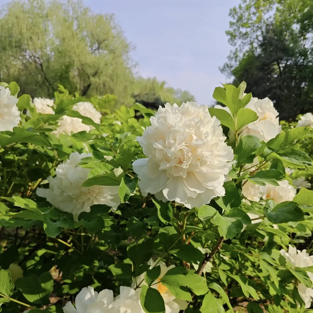 正宗观赏重瓣姚黄牡丹苗适合庭院盆栽
