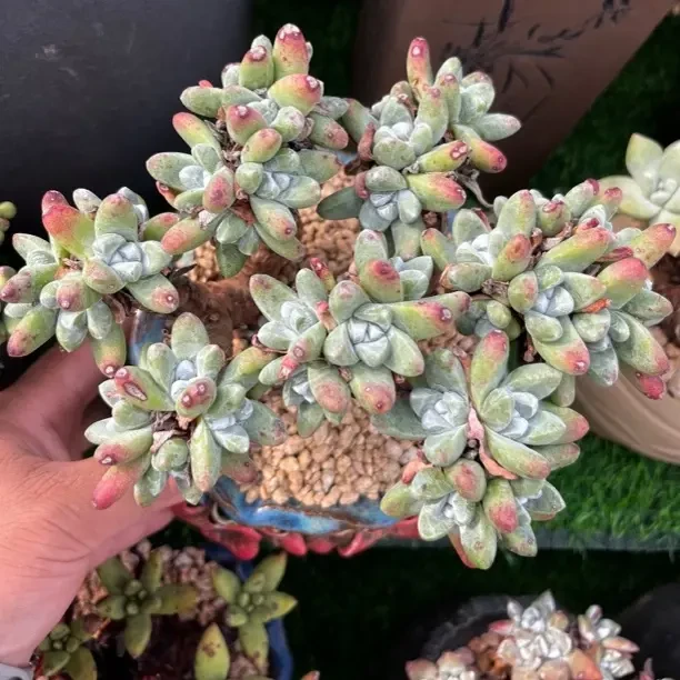 丸叶拇指仙女杯老桩（桩子微瑕特价）