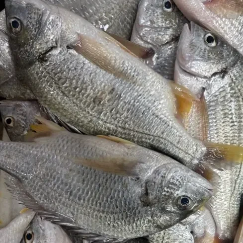 湛江本港新鲜野生黄脚立鱼海捕黄翅鱼多刺鱼肉鲜香